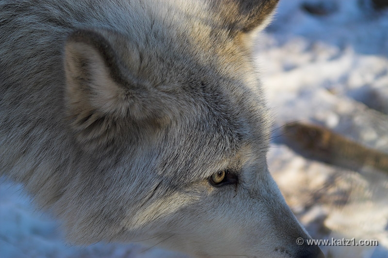 Arctic Wolf 023